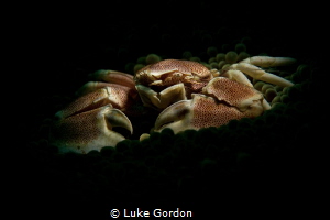 Porcelain by the spotlight by Luke Gordon 